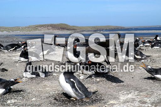 Eselspinguin (51 von 97).jpg